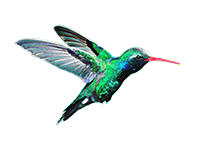 Colibri-verde-prozrachn